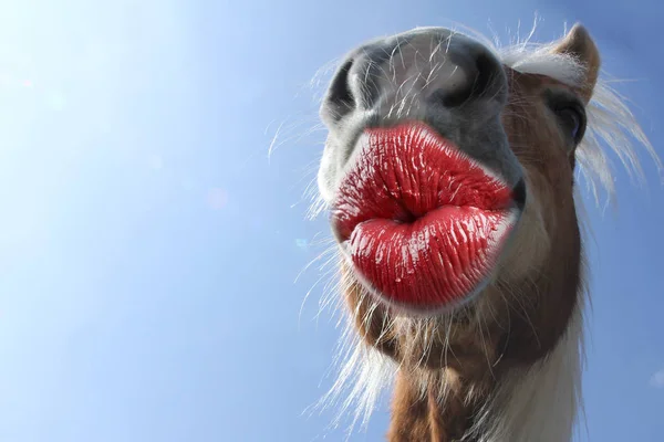Drôle merci baiser carte avec des animaux — Photo
