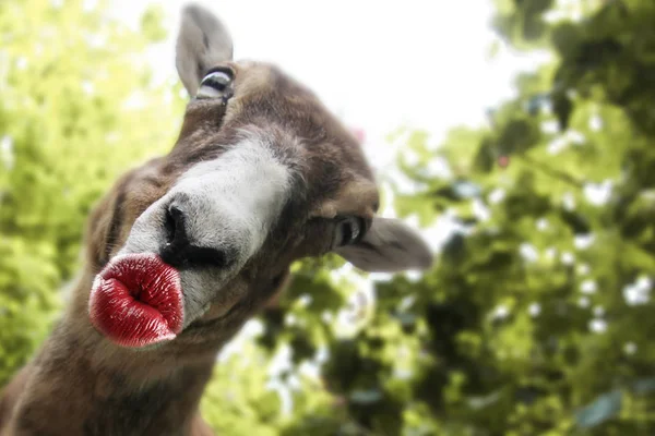 Roligt djur med kyssande läppar kort för ett tack, födelsedag, — Stockfoto