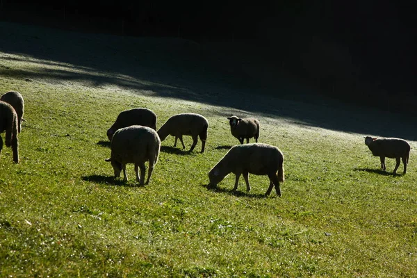 Sheep grazing on mountain farmland in switzerland — Stock Photo, Image