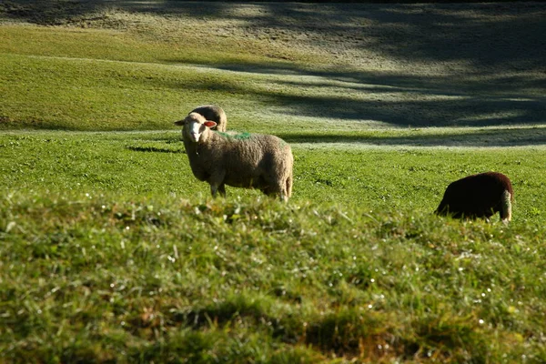 Овцы пасутся на горных фермах в Швейцарии — стоковое фото