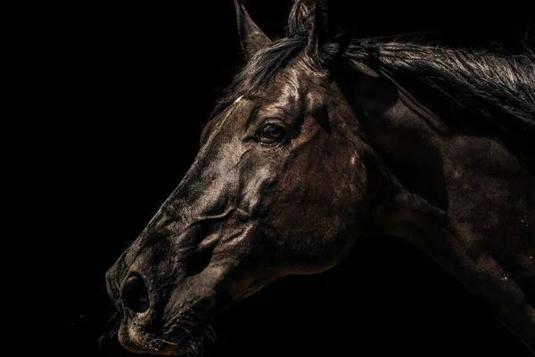 Testa di cavallo marrone ritratto su sfondo nero — Foto Stock