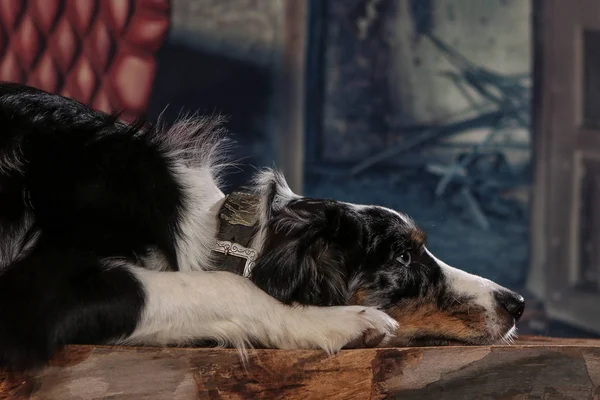 Avustralya Çoban Köpeği - erkeklerin en iyi dostu