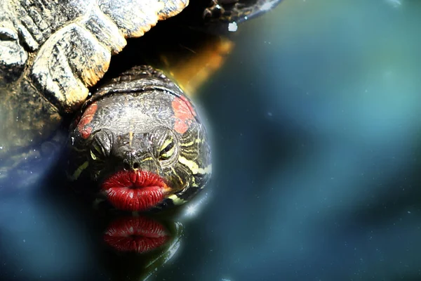 Doğum günü hediyesi olarak öpücük dudaklı komik bir hayvan.,