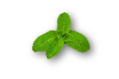 Ahşap zemin üzerinde basit bir nane yaprağı resmi. Kopya alanı ile basit nane yaprağı