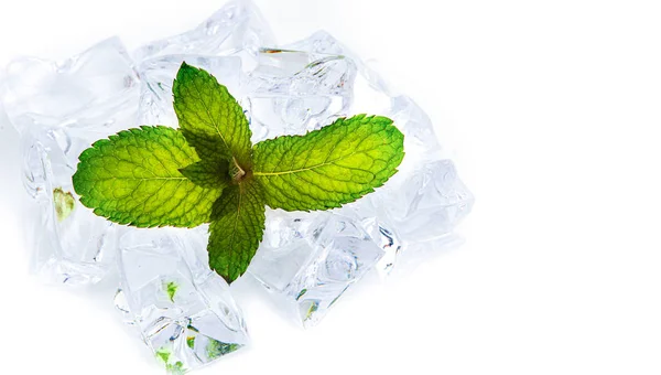 Mint leaf on white background with ice and copy space — Stock Photo, Image