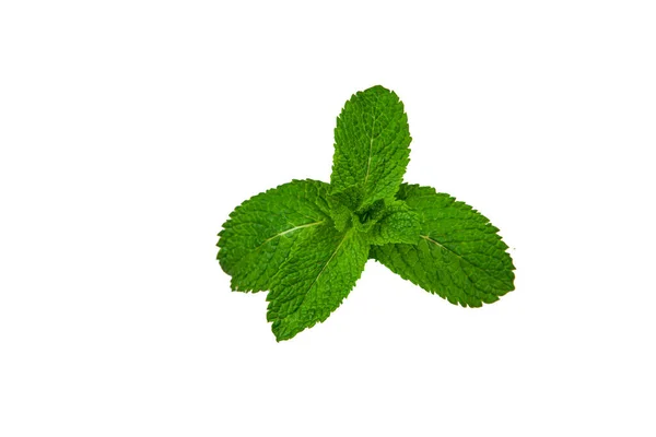 Hoja de menta sobre fondo blanco con espacio para copiar — Foto de Stock