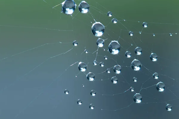 Su damlacıklı örümcek ağı. Fotoğraf sabahın erken saatlerinde çekildi.