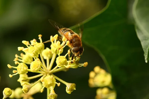 Sarı bir çiçeğin üzerindeki arıya yaklaş. — Stok fotoğraf