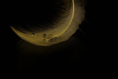 Tüylerin aşırı yakın plan ve makro fotoğrafı.