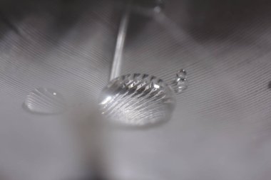 Tüylerin aşırı yakın plan ve makro fotoğrafı.