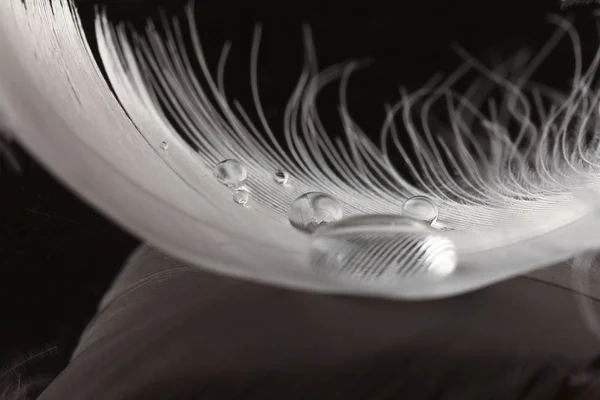 Een extreme close-up en macro foto van veren — Stockfoto