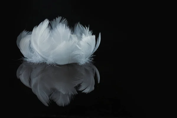 Un primer plano extremo y macrofotografía de plumas —  Fotos de Stock