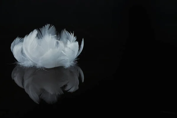 Un primer plano extremo y macrofotografía de plumas — Foto de Stock