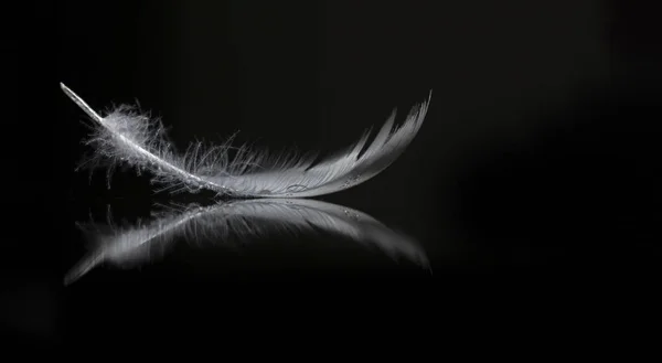 Une photographie extrême en gros plan et macro des plumes — Photo