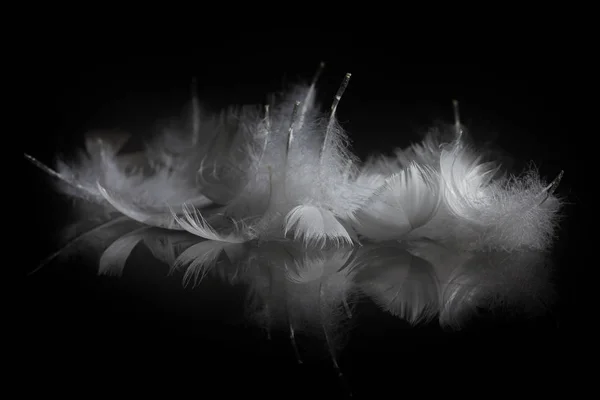 Un primer plano extremo y macrofotografía de plumas —  Fotos de Stock