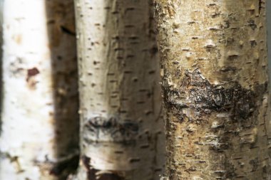 Ağaç gövdeleri doğal bir arka plan olarak kullanılır.