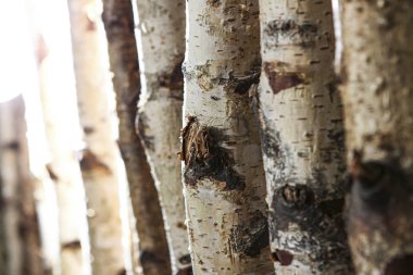 Ağaç gövdeleri doğal bir arka plan olarak kullanılır.