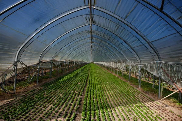 Yeşil ev organik gıda yetiştiriyor.