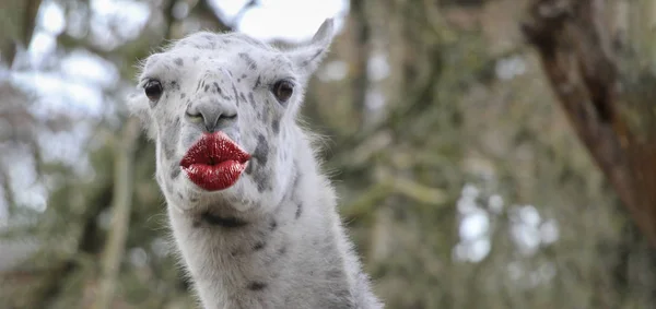 Roligt tack kyss kort med en lama — Stockfoto