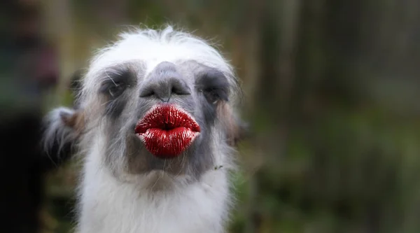 Roligt tack kyss kort med en lama — Stockfoto