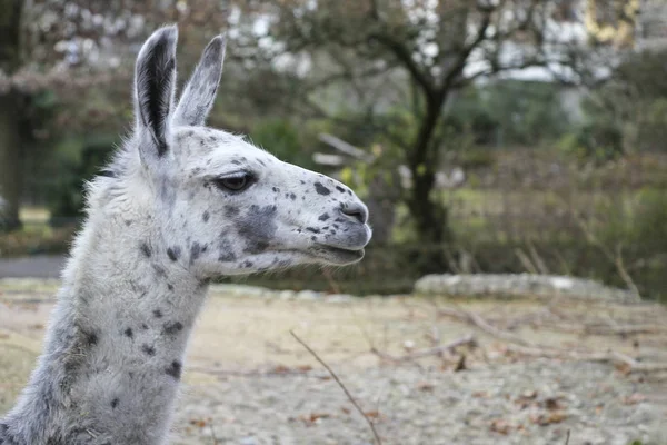 Porträtt av lama med det roliga utseendet. Skjuten i naturlig miljö — Stockfoto