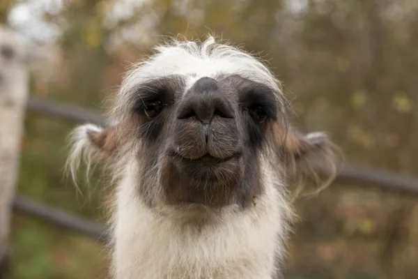 Porträtt av lama med det roliga utseendet. Skjuten i naturlig miljö — Stockfoto