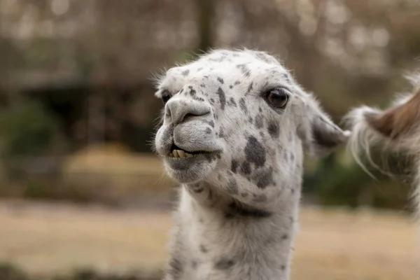 Porträtt av lama med det roliga utseendet. Skjuten i naturlig miljö — Stockfoto