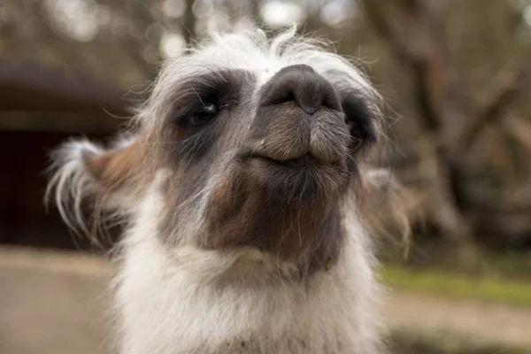 Porträtt av lama med det roliga utseendet. Skjuten i naturlig miljö — Stockfoto