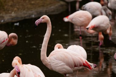 Pembe flamingo, deniz temizliğinde.