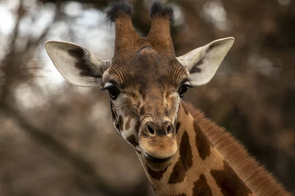 Ritratto di una testa di giraffa con grandi anni — Foto Stock