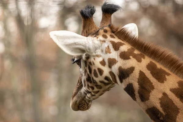 Porträtt av en giraff huvud med stora år — Stockfoto