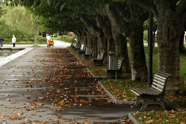 Benches on waterfront with tree and falls colors — Stock Photo, Image