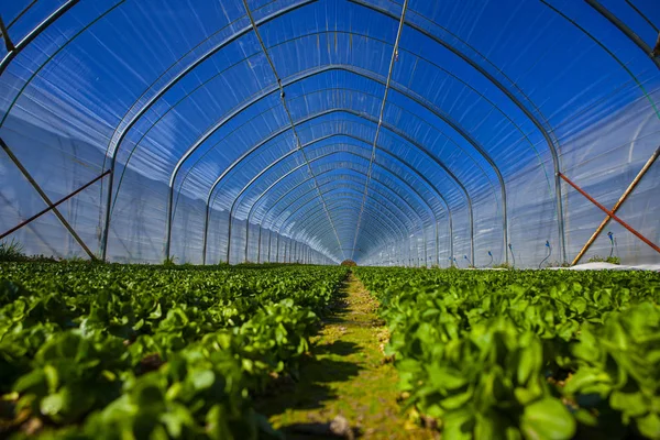 Casa verde con el cielo azul de cultivo vegetal Imágenes de stock libres de derechos