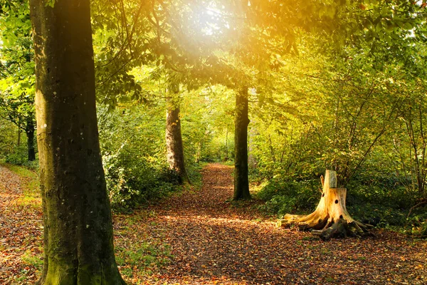 Ajuste de outono em uma forrest com raios de sol — Fotografia de Stock