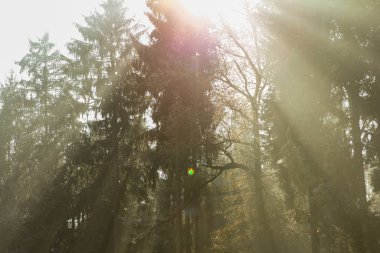 Sisli bir gecenin ardından gün doğumunda parlayan güneş ışınları