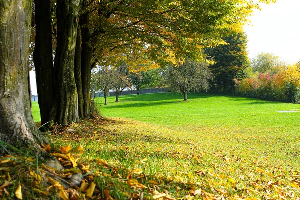 Colorful autumn leaves in orange, red, green fall colors — Stock Photo, Image