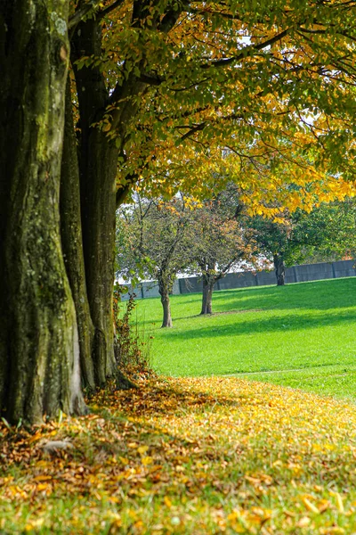 Colorful autumn leaves in orange, red, green fall colors — 스톡 사진