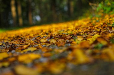Turuncu, kırmızı, yeşil sonbahar yaprakları