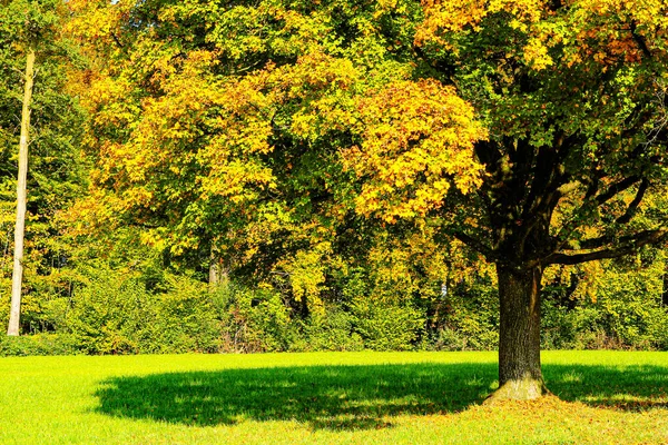 五彩缤纷的秋天树叶，呈橙色、红色、绿色 — 图库照片