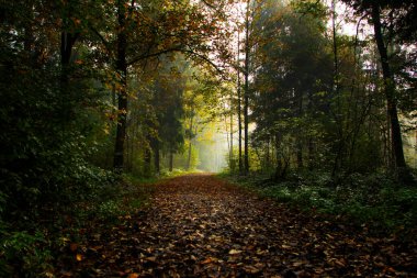 Ormanda sisli bir gecenin ardından gün doğumunda parlayan güneş ışınları.