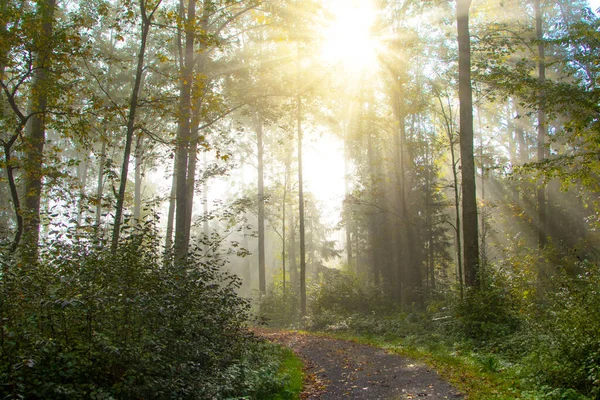 Raios de sol brilhando durante o nascer do sol depois de uma noite nebulosa no Forrest — Fotografia de Stock