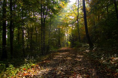 Ormanda sisli bir gecenin ardından gün doğumunda parlayan güneş ışınları.