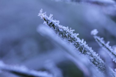 Soğuk bir geceden sonra sabah çimlerin üzerinde buz kristalleri