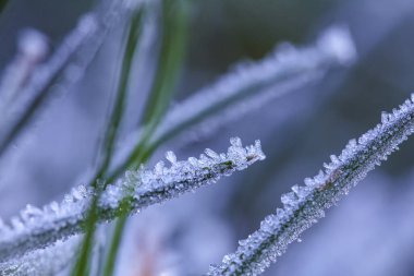 Soğuk bir geceden sonra sabah çimlerin üzerinde buz kristalleri