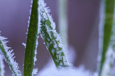 Soğuk bir geceden sonra sabah çimlerin üzerinde buz kristalleri