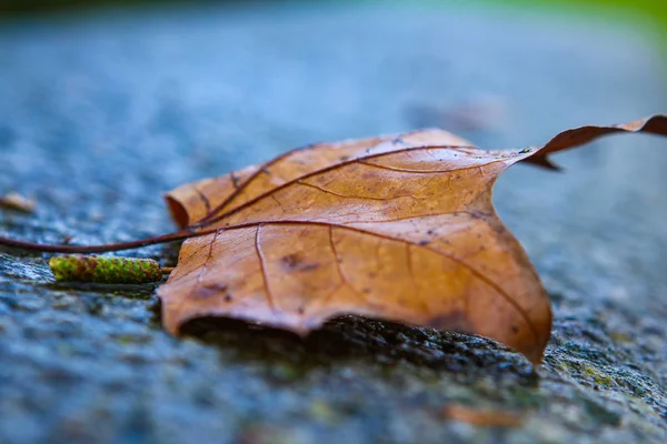 Kırmızı izin ıslak zeminde - sonbahar — Stok fotoğraf