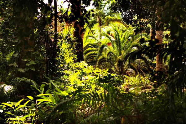 Ağaçlardan Gelen Işıkla Birlikte Yeşil Tropikal Orman — Stok fotoğraf