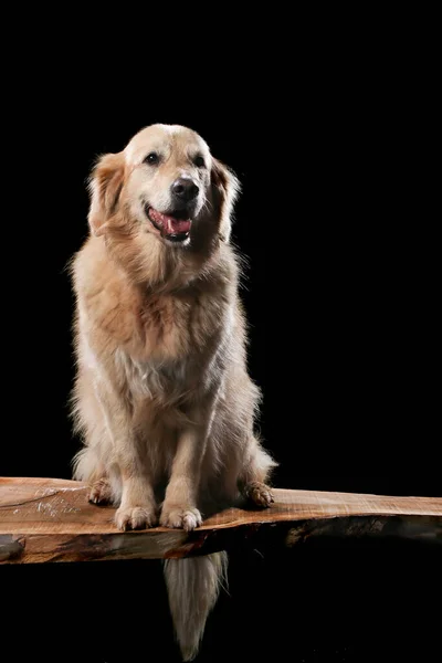 Golden Retriever Sur Une Planche Bois Devant Fond Noir Bouche — Photo