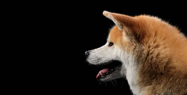 Ağzı Açık Siyah Bir Arkaplan Önünde Tahta Üzerinde Köpek Portresi — Stok fotoğraf