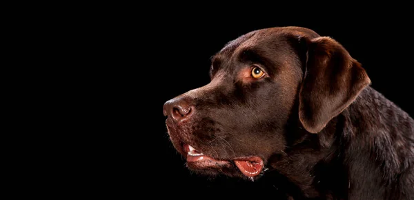 Portrait Chien Sur Une Planche Bois Devant Fond Noir Bouche — Photo